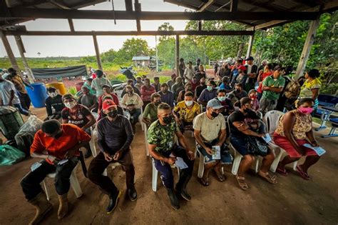 Abertura Da Safra Da Castanha Do Par Gera Renda Para Extrativistas