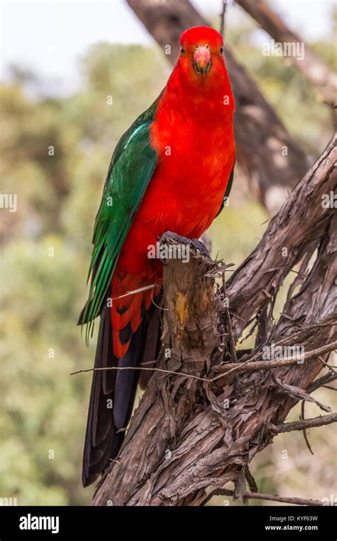 An Australian King Parrot At Kennett River Along The Great Ocean Road