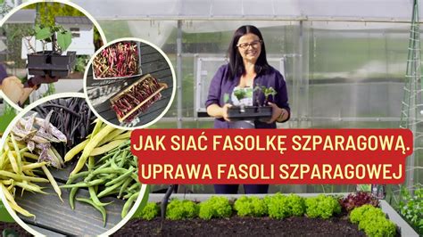 Jak Sia Fasolk Szparagow Uprawa Fasoli Szparagowej Youtube