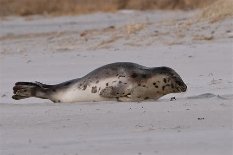 Harp Seal Juvenile Gloucester Massachusetts Copyright Kim Smith 14