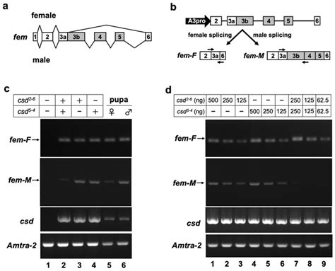 Jdb Free Full Text In Vitro Comparison Of Sex Specific Splicing