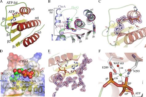 Structure Of The Atp Binding Domain Of Desk And Details Of Its