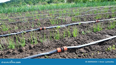 Growing Onions Using Drip Irrigation Stock Photo Image Of Irrigation