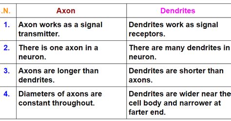 Differences Between Axon And Dendrites