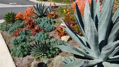 Xeriscape Landscaping Ideas For Your Yard Garden