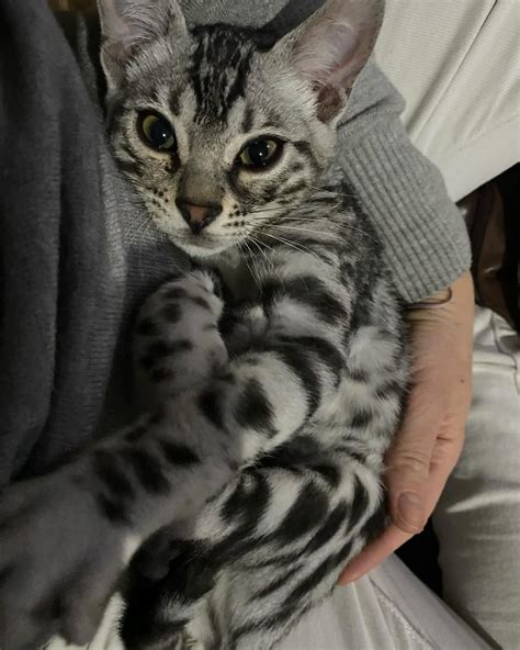 cat toys for bengals 4