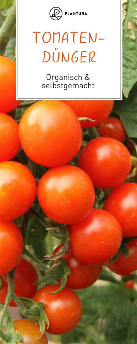 Tomaten D Ngen Wann Wie Womit Plantura D Nger F R Tomaten