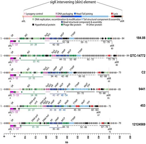 Genomic Organization Of SigK Intervening Element In C Tetani Shown Is