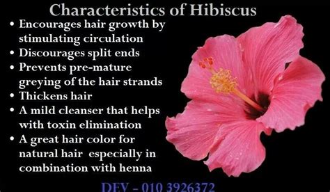 Hibiscus Benefits And Cultural Significance Obblogs