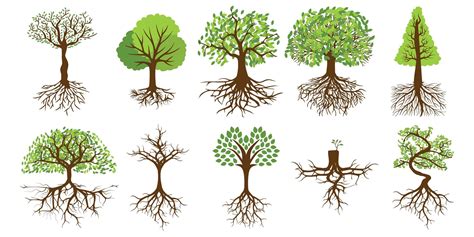 Trees With Roots Set 964054 Vector Art At Vecteezy