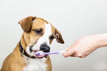 Cachorro T Rtaro O Que Causas Como Prevenir E Tratamento