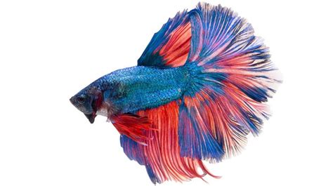 Giant Betta Fish Size, Lifespan | King Betta Fish Vs Giant Betta