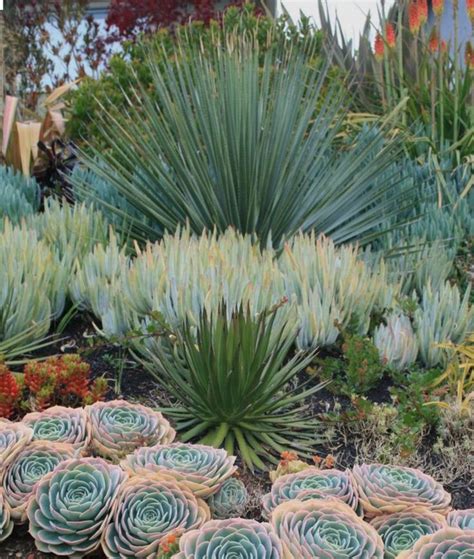 86 Best Indigenous Garden South Africa Images On Pinterest Succulents