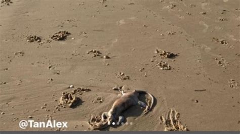 Mirip Alien Makhluk Misterius Baru Diidentifikasi Terdampar Di Pantai