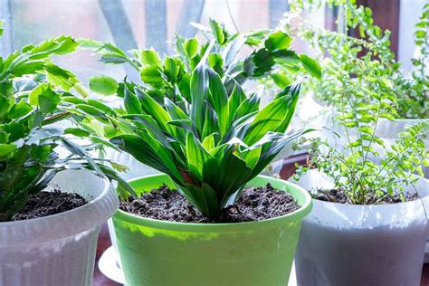 How To Grow And Care For Cast Iron Plants Simplym Press