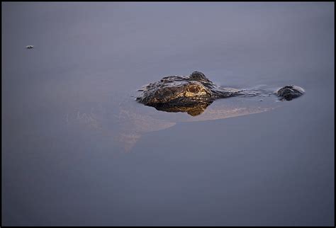 Everglades Wildlife | Raymond Gehman Photography