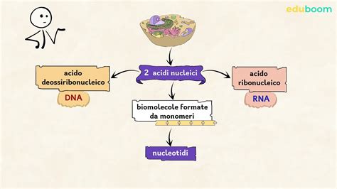 Gli Acidi Nucleici La Vita Della Cellula Scienze Naturali Seconda