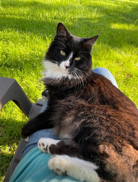 Do I Make The Grass Look Good R Tuxedocats