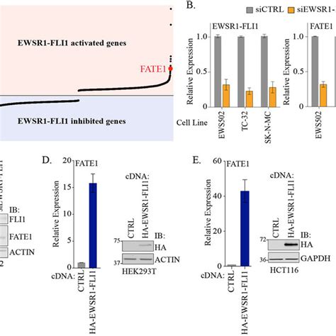 Ewsr1 Fli1 Drives Expression Of Fate1 A Rank Ordering Of Expression