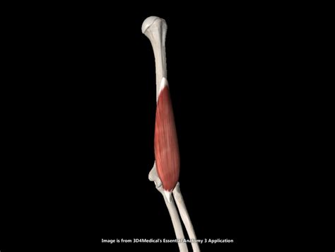 brachialis diagram quizlet