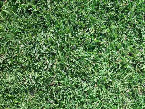 Top 10 Drought Tolerant Grasses For Your Yard