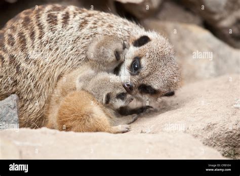 Newborn Meerkats