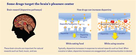 Drugs, Brains, and Behavior: The Science of Addiction: Drugs and the ...