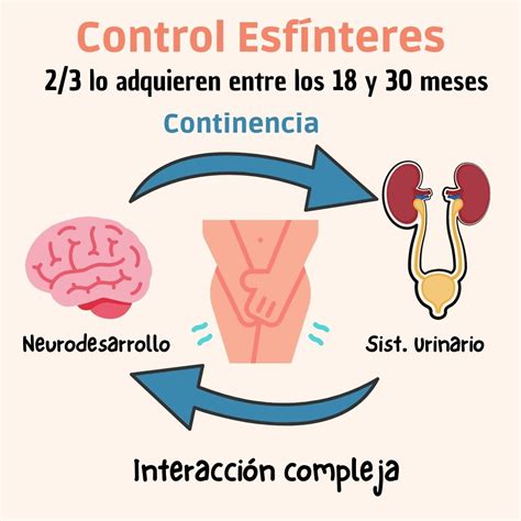 Control De Esfínteres Cómo Cuándo Donde Y Por Qué Neuropediatría Y Tdah