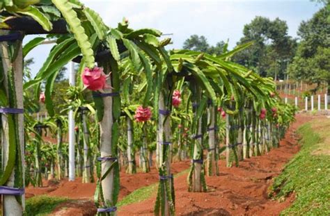 Cara Merawat Pohon Buah Naga Agar Cepat Berbuah