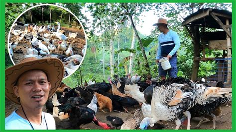 Nasaan Nadaw Ang Aming Mga Alagang Manok At Pato Harvest Ng Kangkong