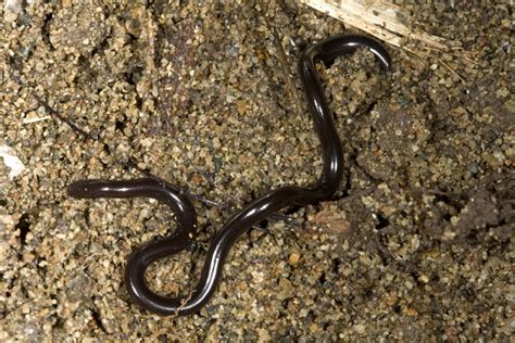 Brahminy Blind Snake Facts and Pictures | Reptile Fact