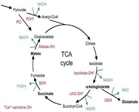 The Tricarboxylic Acid Tca Cycle With Ca2 Sensitive Dehydrogenase Download Scientific