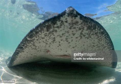 Short Tail Stingray Photos and Premium High Res Pictures - Getty Images