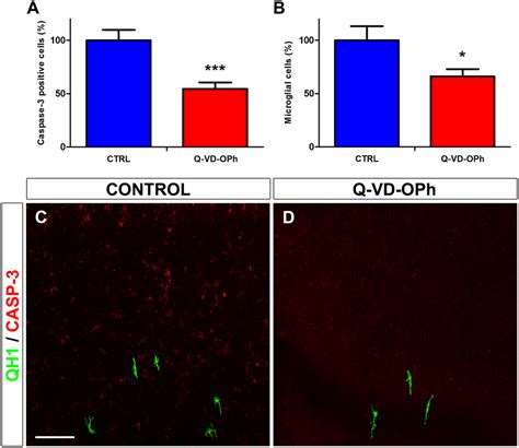 In Vitro Treatment With The Broad Spectrum Caspase Inhibitor Q Vd Oph