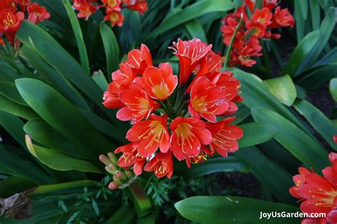 Shade-Loving Perennials: Plants To Brighten Shady Gardens