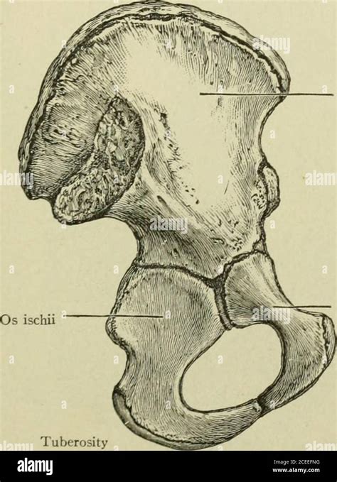 Anterior Superior Iliac Spine Hi Res Stock Photography And Images Alamy