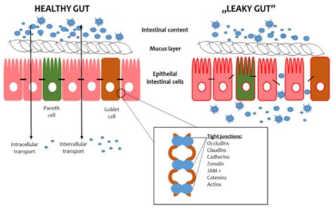 biotics   gut barrier encyclopedia mdpi