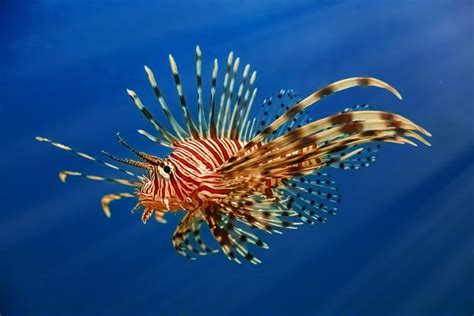 Can You Eat Lionfish And How Does It Taste