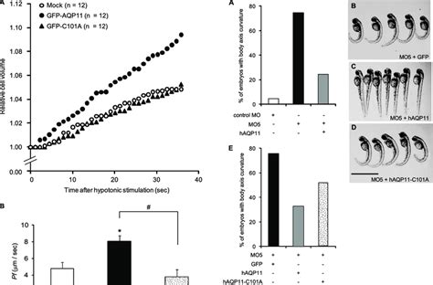 Osmotic Water Permeability Of Cells Expressing Wild Type AQP11 Or