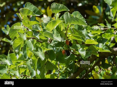 Plantas Morera Negra Con Fruta Morus Nigra Tambi N Conocida Como