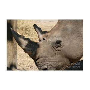 The Southern White Rhino Profile Photograph By Diann Fisher Fine Art