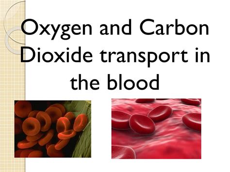 Transportation Of Oxygen And Carbon Dioxide In The Blood Transport