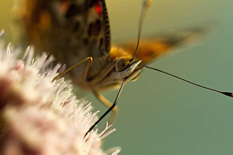 Distelvlinder Vanessa Cardui Elly B Flickr