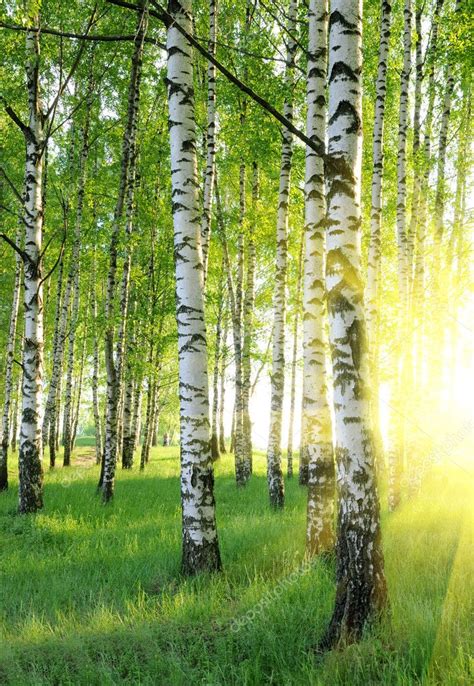 Birch Trees — Stock Photo © Jordano 1426602