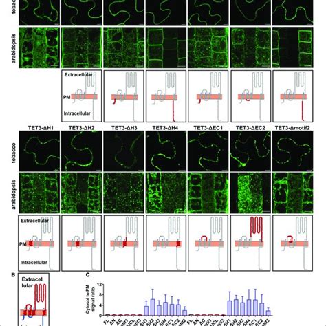 Tetraspanin Tet Expression Patterns And Subcellular Localization