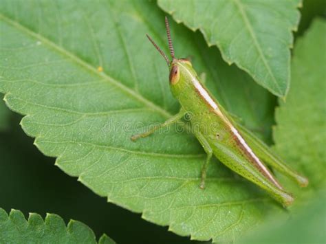 The green grasshopper stock image. Image of outdoor, interesting - 31100477