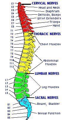 Lumbar Spine Numbers