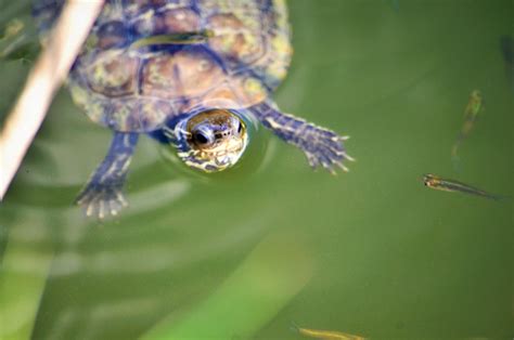 Mavrobara Lake (Turtle lake) | Halkidiki