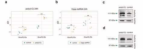 Response Of Nematostella Putative DsRNA Helicases To Viral Mimics