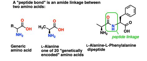 Protecting Groups For Amines Carbamates Master Organic Chemistry